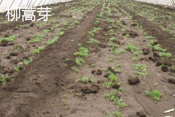 大棚野菜种植前景怎么样 哪些野菜适合大棚种植