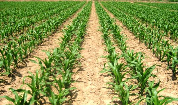 玉米一亩地用多少化肥 玉米施什么肥最好