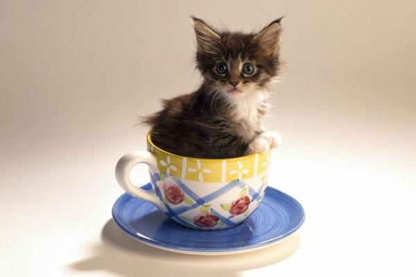 茶杯猫市场价格多少钱一只 茶杯猫寿命有多长