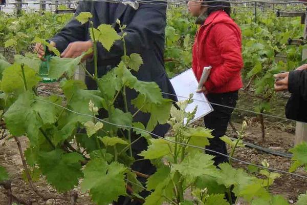 醉金香葡萄种植技术