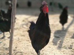 黑凤鸡怎么养,黑凤鸡养殖技术与注意事项