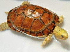 黄喉拟水龟怎么养漂亮,黄喉拟水龟是深水龟吗