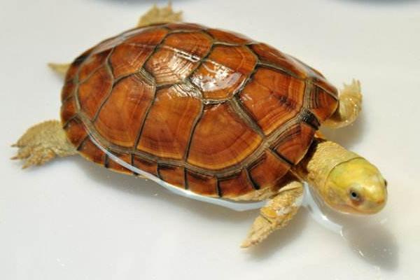 黄喉拟水龟怎么养漂亮 黄喉拟水龟是深水龟吗