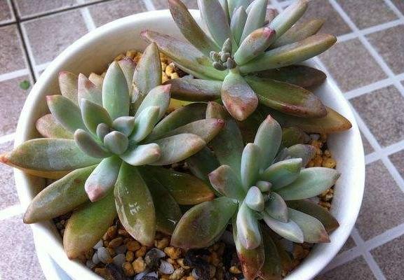 秋丽多肉植物图片大全 含老桩 秋丽落叶及叶 达达搜