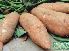 2016种红薯赚钱吗?2016红薯种植前景及市场价格行