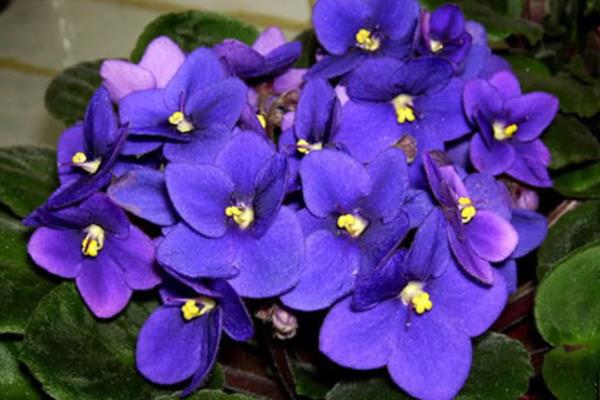 紫罗兰的折法（图解步骤） 紫罗兰的花语和传说
