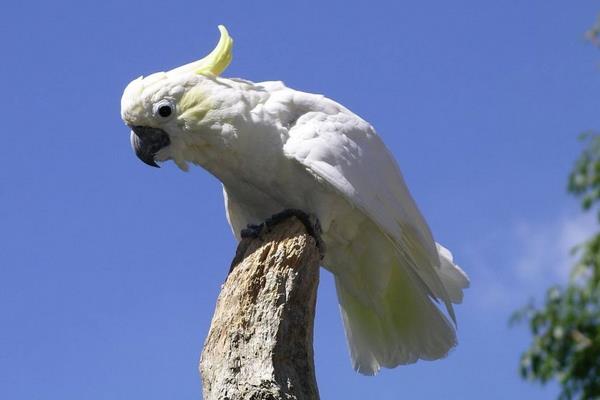 鹦鹉信任主人的表现 鹦鹉快死前的征兆