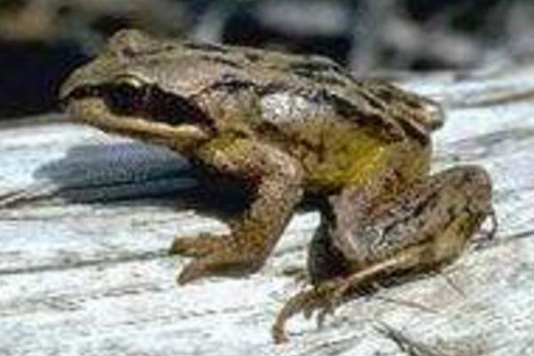 林蛙市场价格多少钱一斤 林蛙是保护动物吗（几级）