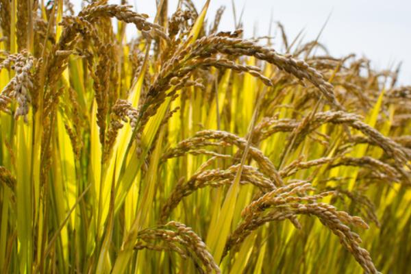 种水稻合理追施水稻孕穗肥促高产