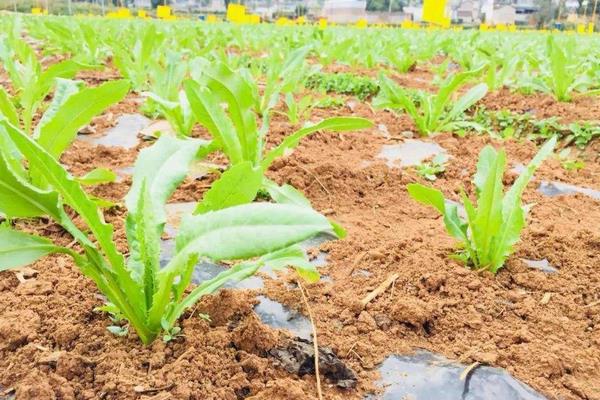 贡菜种植技术，宜选肥力足偏碱性的沙质土壤