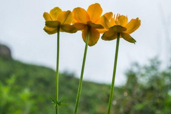 金莲花图片大全 金莲花什么时候开花