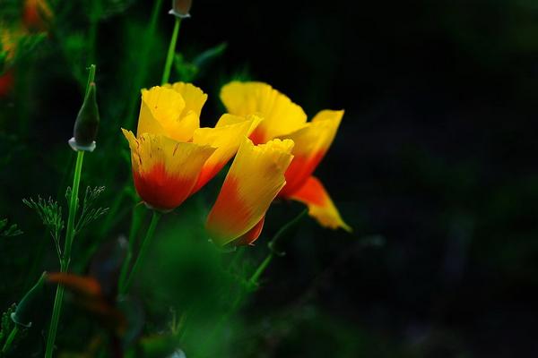 花菱草图片大全 花菱草花语及寓意