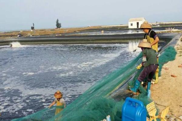淡水虾养殖一亩利润有多少 无公害淡水虾养殖技术
