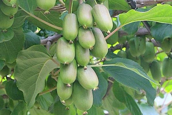 软枣猕猴桃山地人工栽培技术