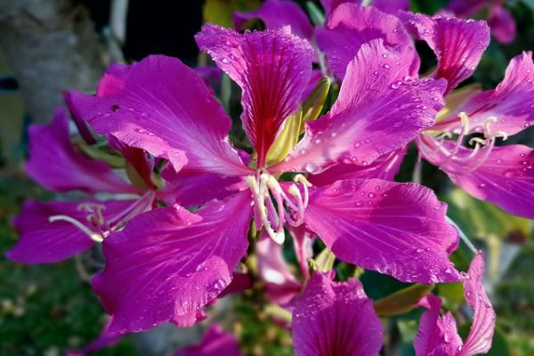 紫荆花怎么养 紫荆花养殖方法与注意事项