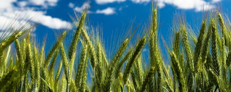 超高产小麦新品种介绍