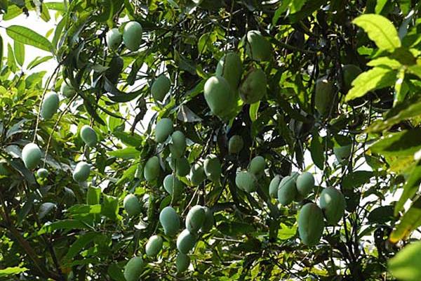种芒果对生长生态条件的要求