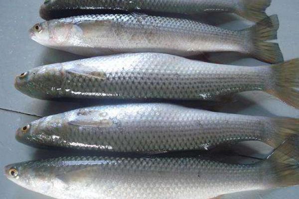 梭鱼市场价格多少钱一斤 梭鱼是淡水鱼还是海鱼