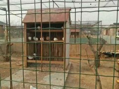 养鸡围栏铁丝网价格多少钱一卷（1.5米*30米）,养