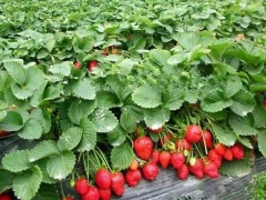 草莓栽培新技术,定植要控制好密度,平时及时排灌