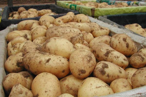土豆品种大全 哪个土豆品种好