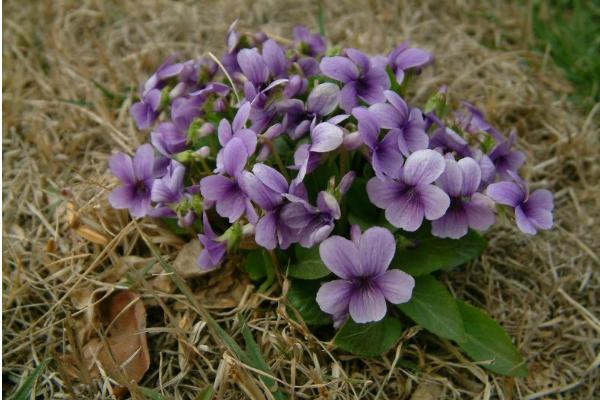家庭紫花地丁盆栽养殖方法 紫花地丁如何移栽