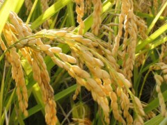 龙科3水稻种子介绍,生育期约为143天左右