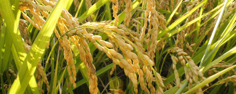 龙科3水稻种子介绍，生育期约为143天左右