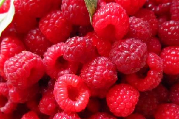 山莓市场价格多少钱一斤 为什么没人种植山莓