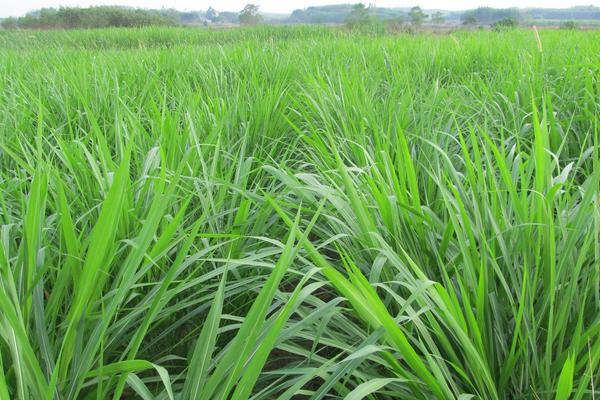 2018种黑麦草赚钱吗？黑麦草种植的利润与投资成本及前景预测