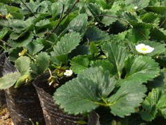 如何培育草莓苗,合理浇水和施肥可保障果实品质