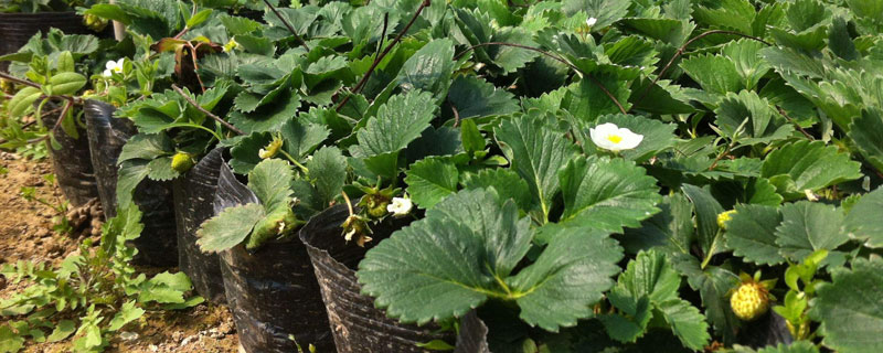 如何培育草莓苗，合理浇水和施肥可保障果实品质