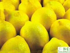 种柠檬鲜果采收技术要求