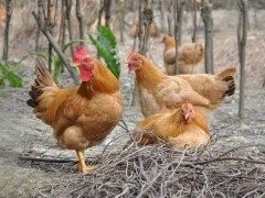 怎样养好土鸡,土鸡饲料配方,林下土鸡养殖技术