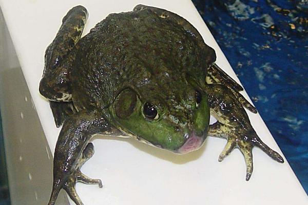 牛蛙市场价多少钱一斤