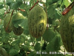 2018种哈密瓜赚钱吗?哈密瓜种植的利润与投资成本