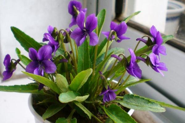 家庭紫花地丁盆栽养殖方法 紫花地丁如何移栽