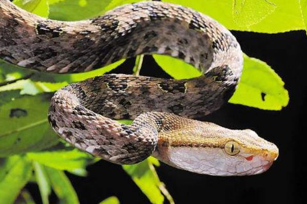 中国十大毒蛇排行榜 毒蛇有哪些 最毒的蛇是什么蛇