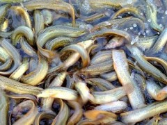 水泥池泥鳅高密度养殖技术,科学合理的饲料投喂