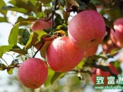 2017种苹果赚钱吗?2017种苹果前景及市场价格行情