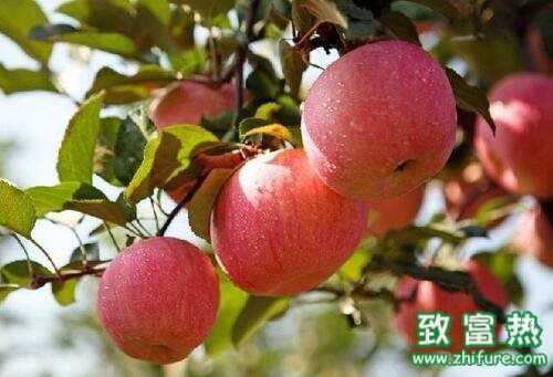 2017种苹果<a href=https://www.dadasou.com/news/93887.html target=_blank class=infotextkey>赚钱</a>吗?2017种苹果前景及市场价格<a href=https://www.dadasou.com/hangqing/ target=_blank class=infotextkey>行情</a>分析