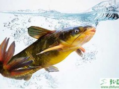 养殖黄颡鱼的几个关键时期