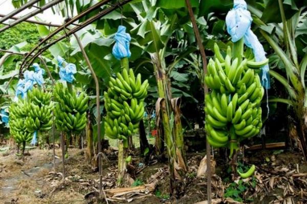 香蕉枯萎病的症状及防治方法 香蕉的栽培技术