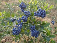 蓝莓树苗市场价格多少钱一棵,蓝莓树苗怎么种植