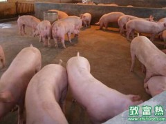 2016年十月国内猪价整体下滑,短期或延续下滑走势