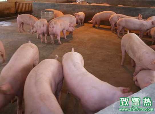 2016年十月国内猪价整体下滑 短期或延续下滑走势