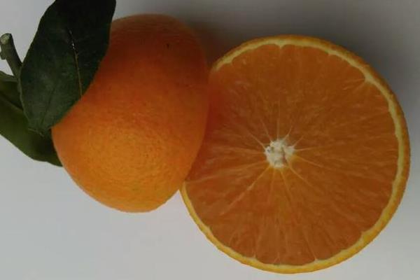 爱媛42号柑橘品种介绍