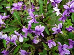 紫花地丁种子怎么种,紫花地丁种植方法与注意事