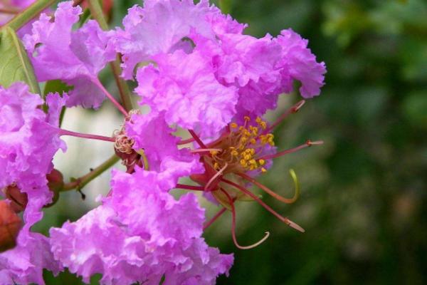 紫薇花怎么浇水（多久浇一次） 紫薇花的养殖方法