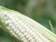 糯玉米种植技术与时间